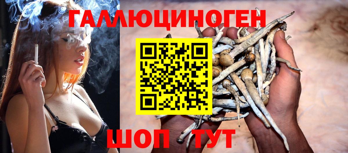 Псилоцибиновые грибы Psilocybine cubensis Заводоуковск